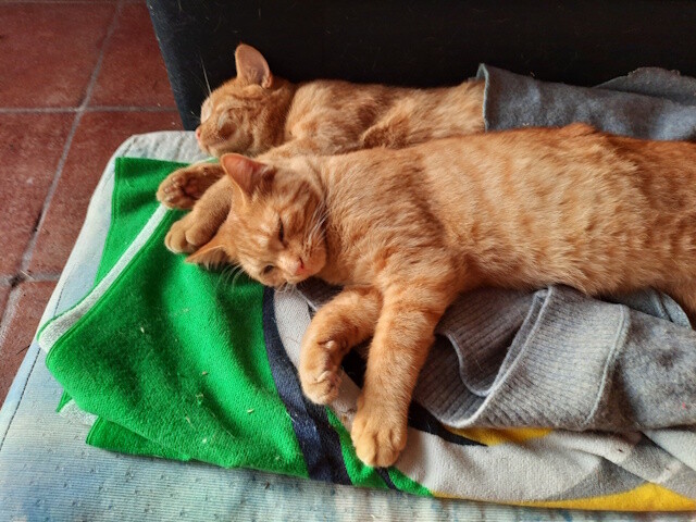 A Parma il corso per diventare balia di gattini